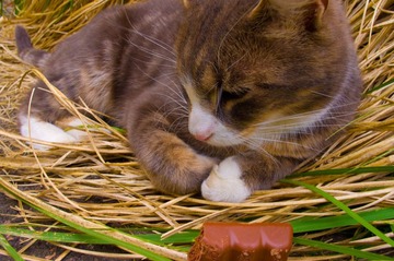 害羞的小猫