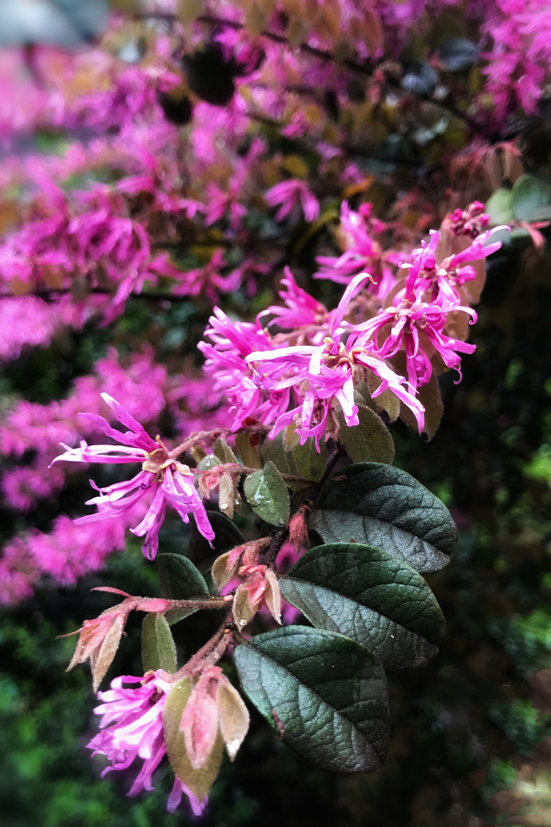 rubrum),又名:红继木,红梽木,红桎木,红檵花,红梽花,红桎花,红花继木