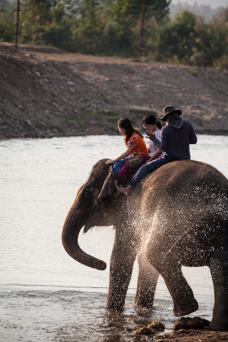 骑象 br /> 到拜县少不了骑象,但不是每个人都受得住大象兄的折腾哦