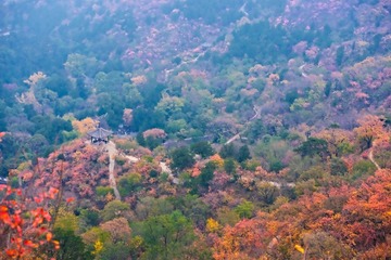 香山红叶