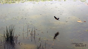 雨燕