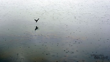 雨燕