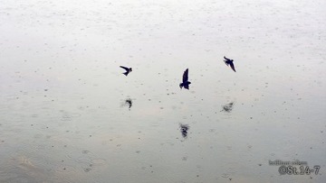 雨燕