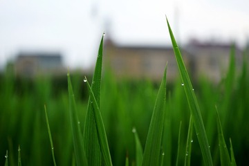 DSC00351.1