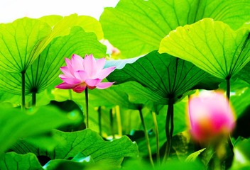 荷