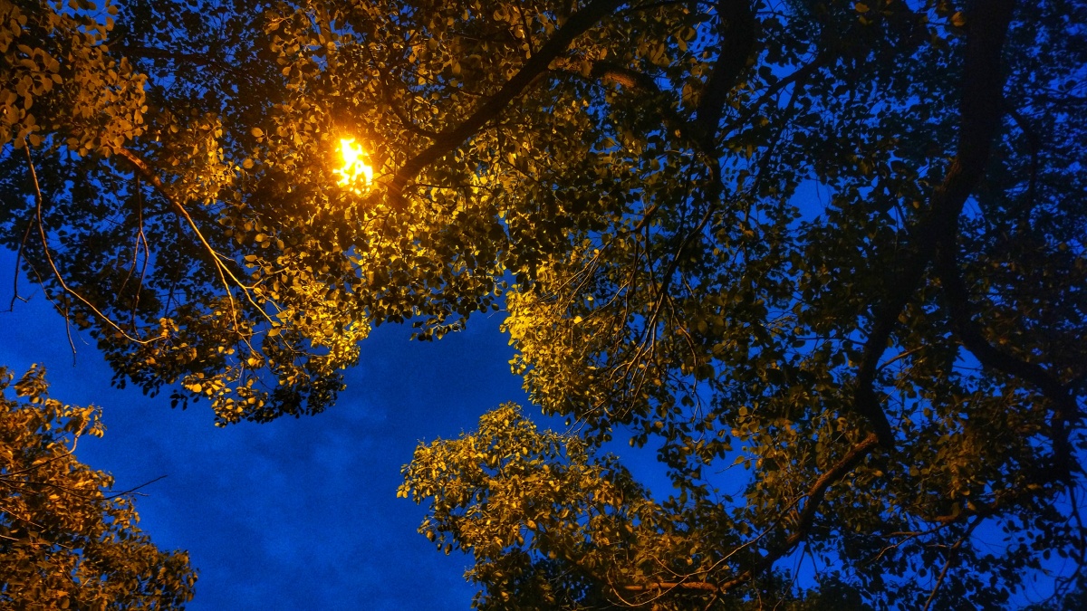 夜晚的树林间,有太阳.