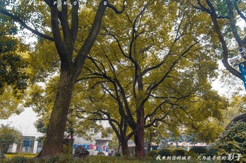 ZZY_0718
