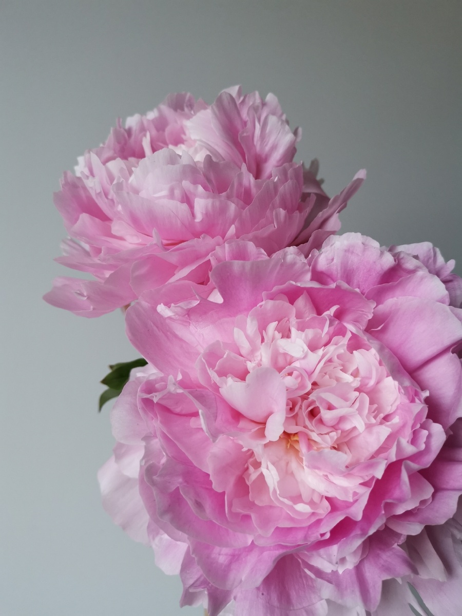 四川粉色重瓣芍药 - ydsksd路路 - 图虫