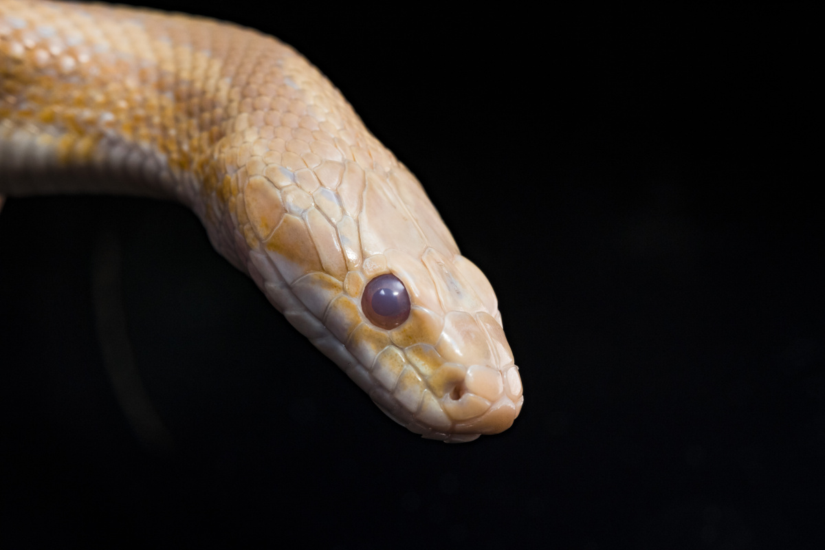 雄性牛油玉米蛇