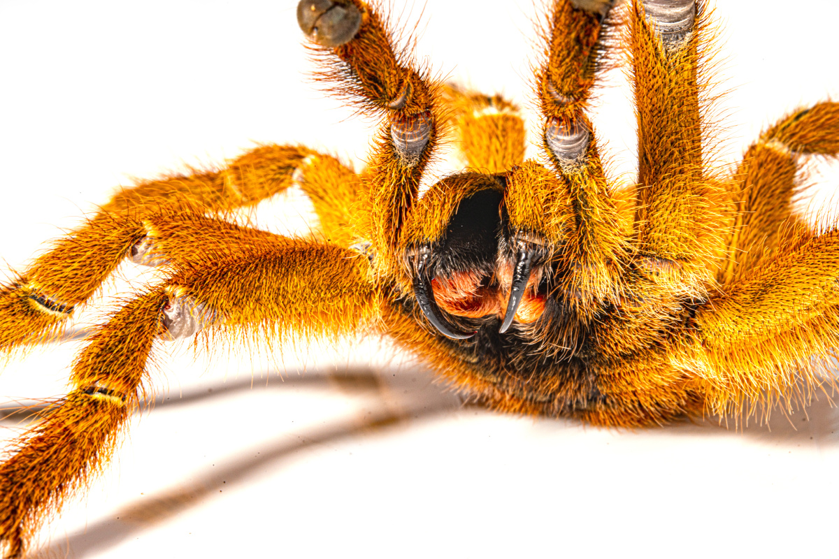 橙巴布捕鸟蛛(攻击姿态)