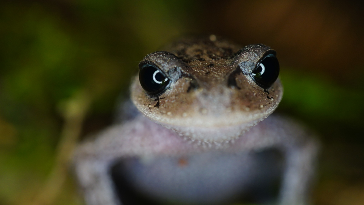峨眉龇蟾蜍(雌性)