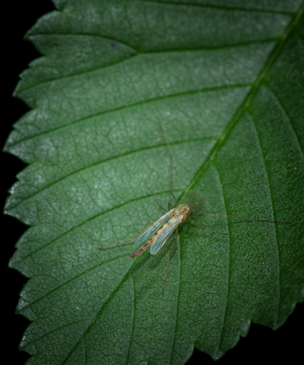 吸食树叶汁液的雄蚊 - 生灵奇境 - 图虫