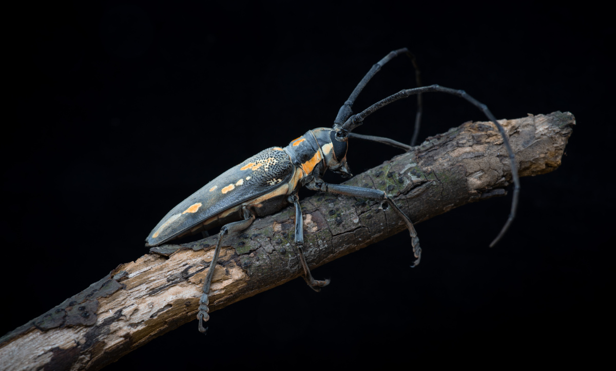 桑黄星天牛 - 生灵奇境 - 图虫