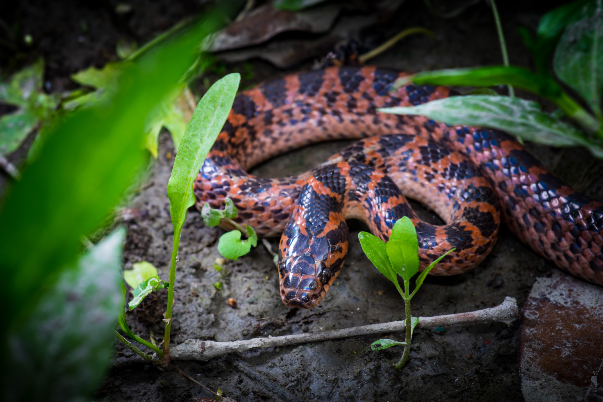 赤链蛇 - 生灵奇境 - 图虫