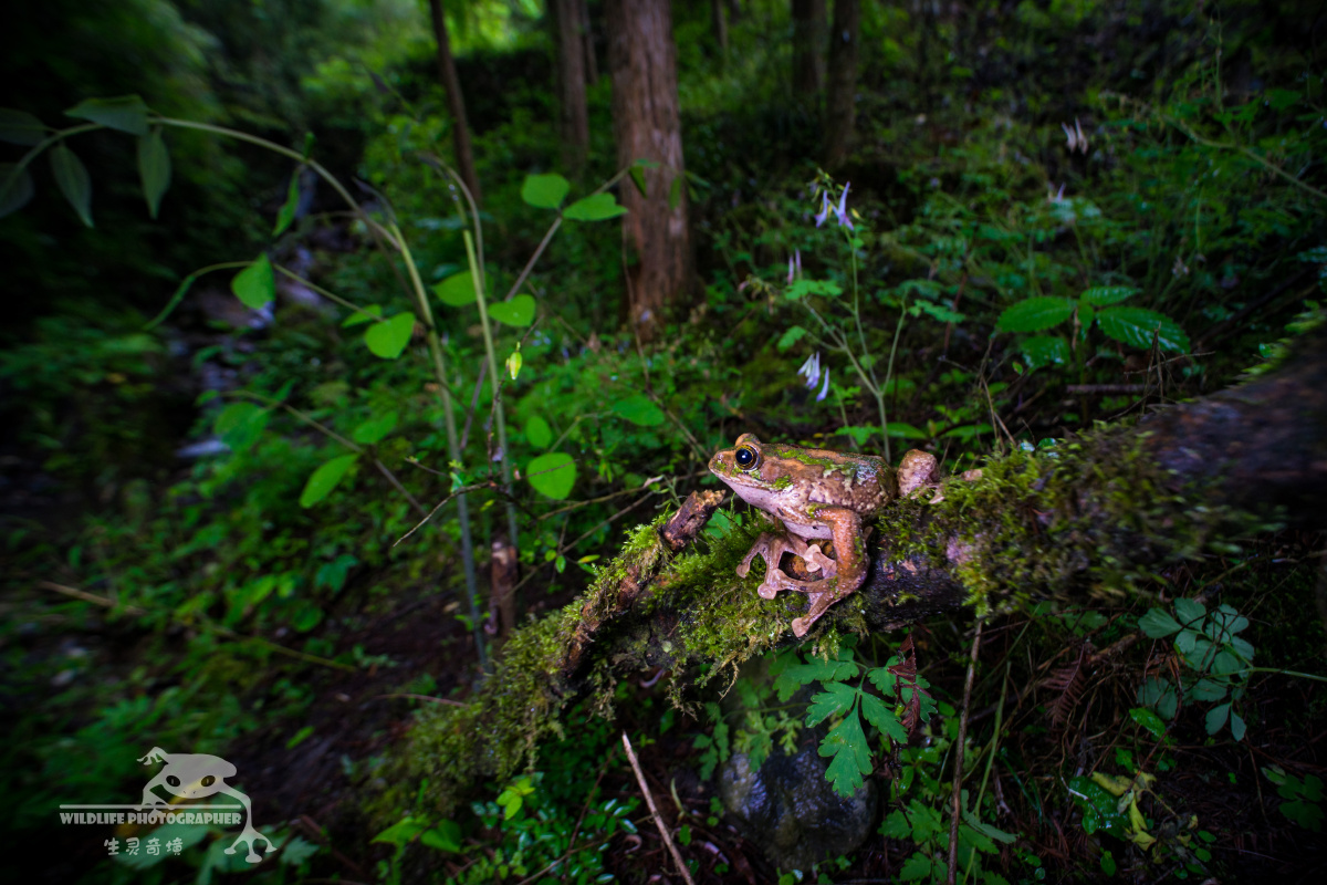 峨眉树蛙与生态