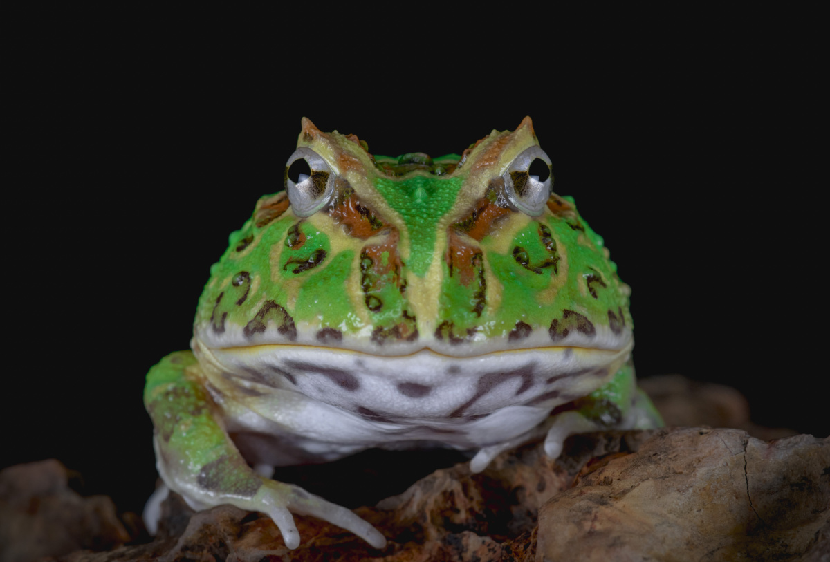 绿角蛙