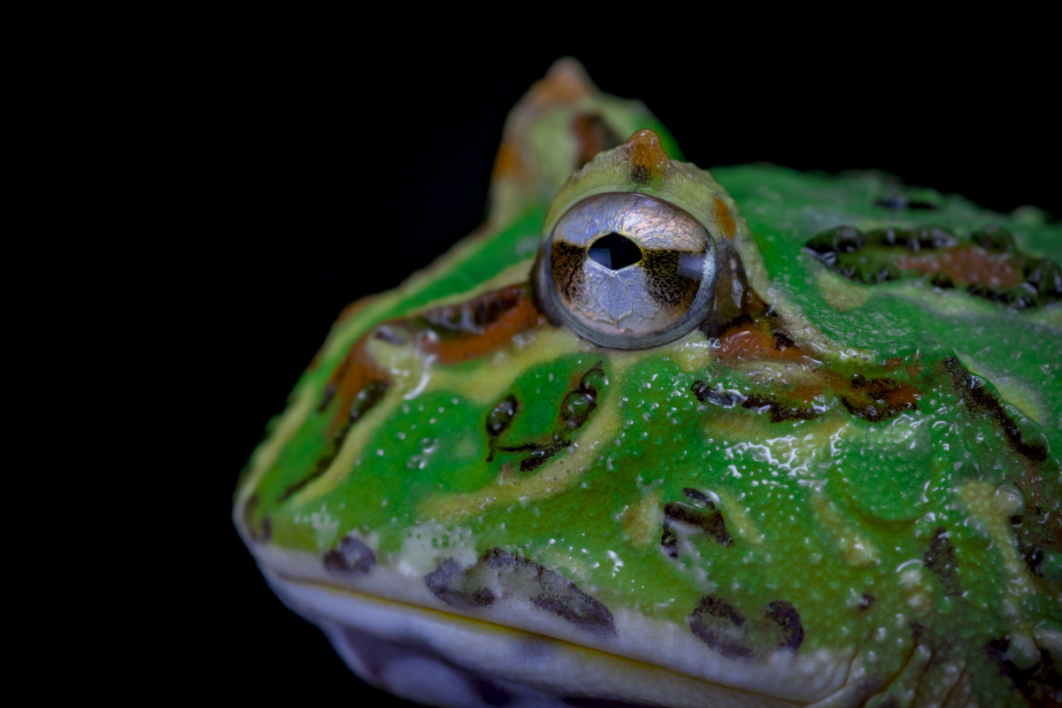 绿角蛙