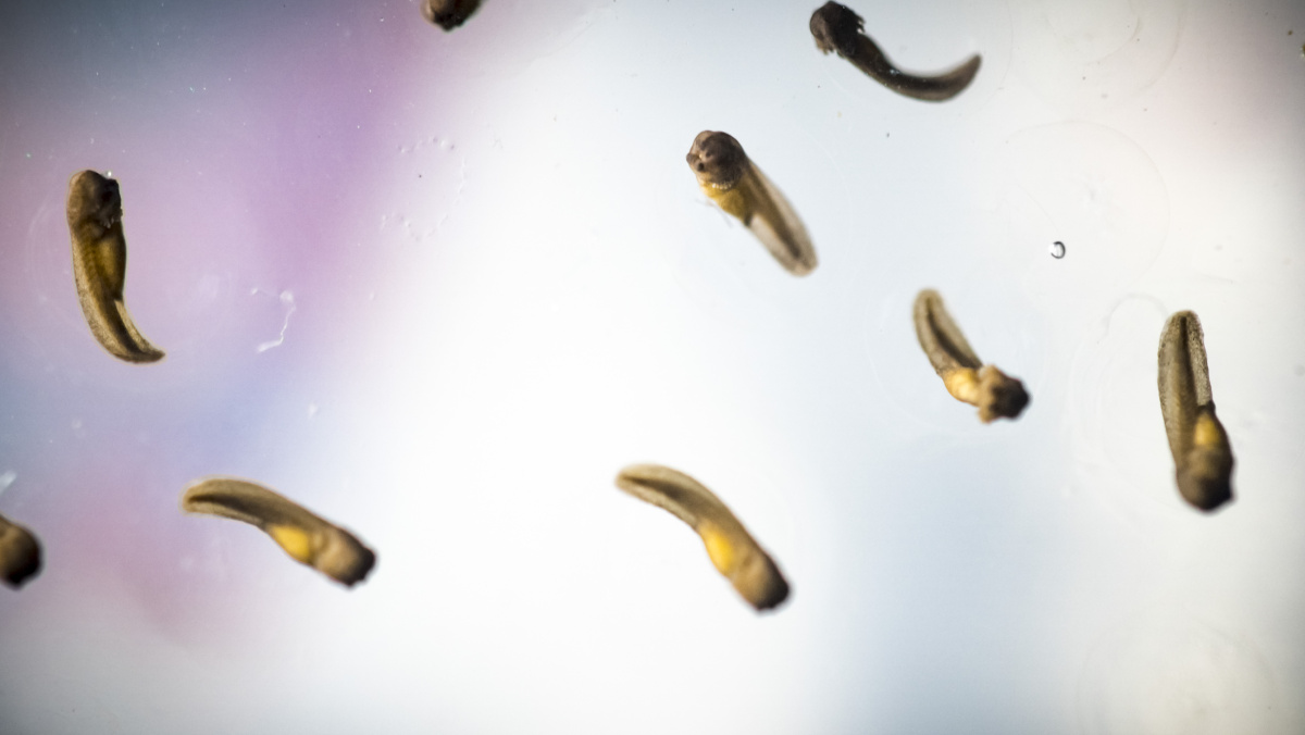 四川狭口蛙蝌蚪