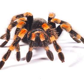 生灵奇境标为蜘蛛的图博 - 生灵奇境 - 图虫摄影网