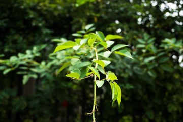 DSC01337-10