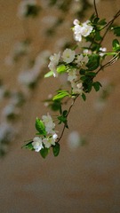 DSCF2639