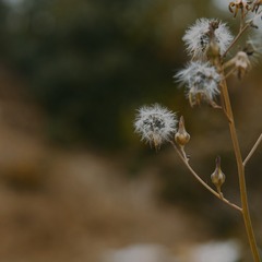 265815