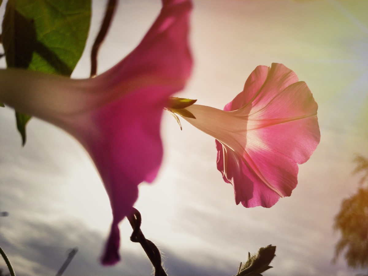 好一朵美丽的牵牛花
