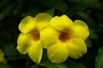 花花2