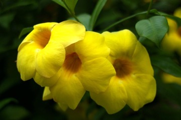 花花1