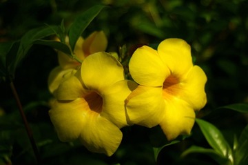 花花3