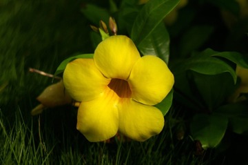 花花4