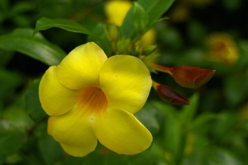 花花5