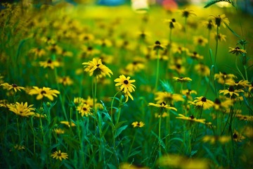 不知名小花 @ Scott park, Champaign