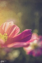 《红尘十丈》