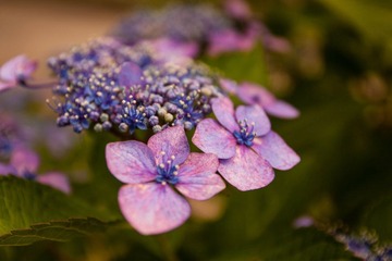 _MG_0046.jpg