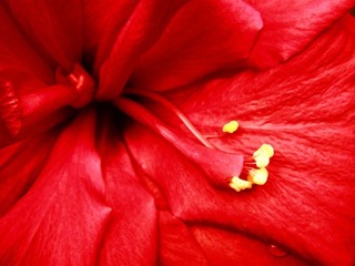 花之泪