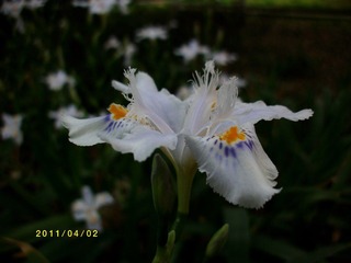 ALIM0115