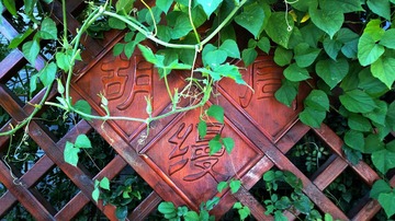ALIM0119