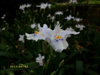 ALIM0121