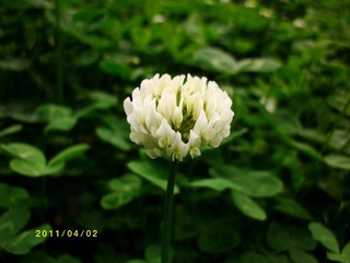 ALIM0142