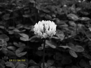 ALIM0147