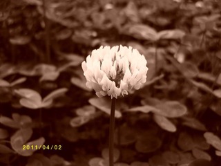ALIM0151