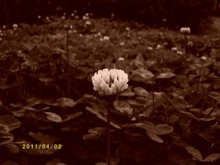 ALIM0153