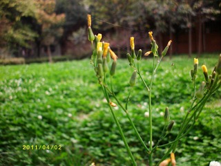 ALIM0158