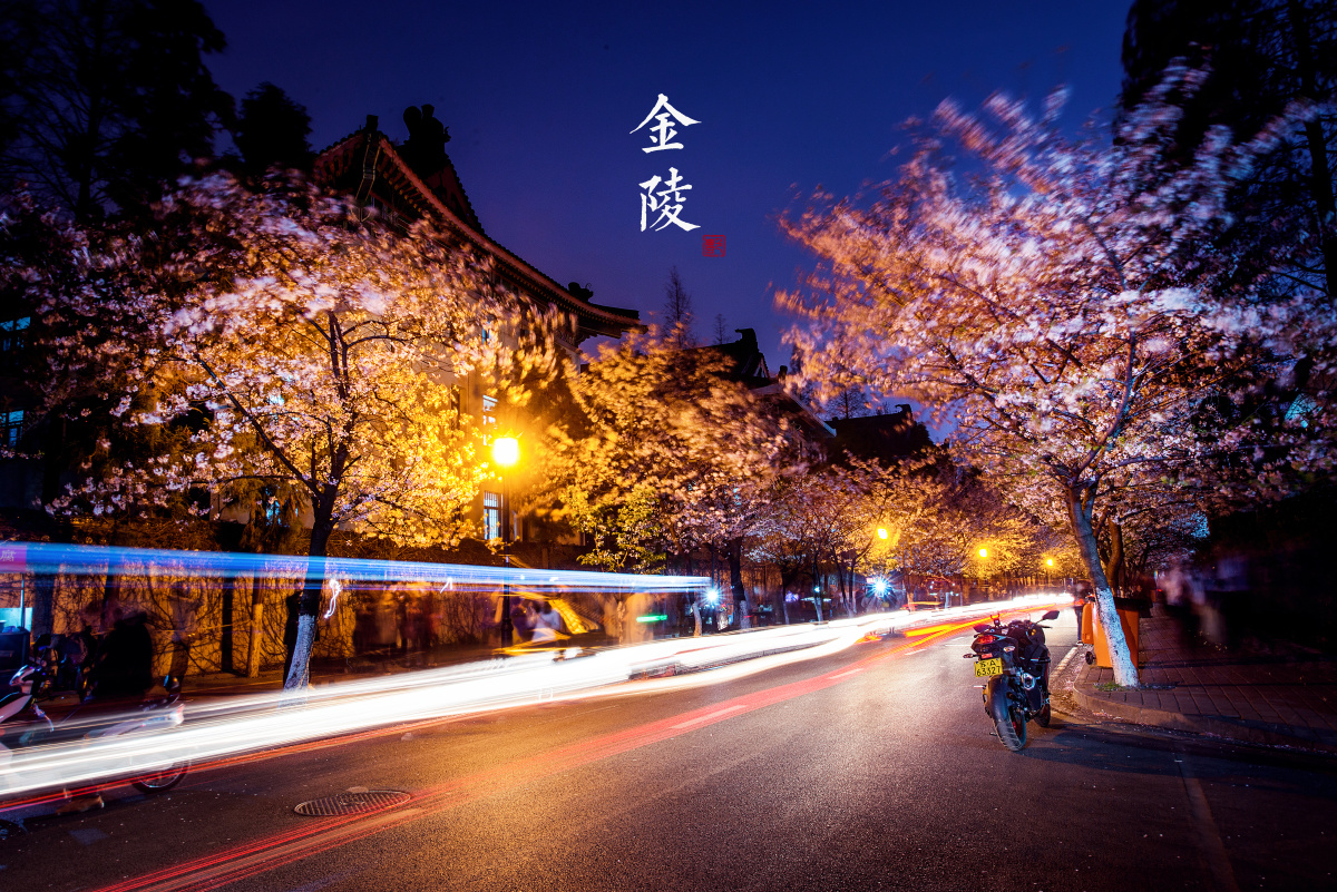 【花见.江南】南京鸡鸣寺樱花夜樱