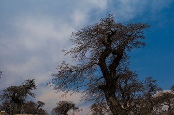 L1000695