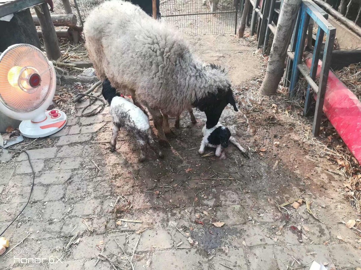农村养殖羊