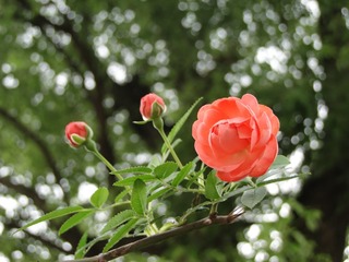 91E35276-919C-43C4-AB99-B06ABB88F69B/L0/001