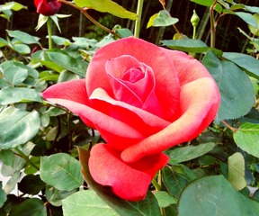4A5C8B01-B7DB-4D5A-849E-02B471B2131F/L0/001