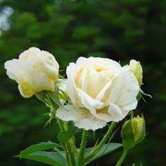 9C55EF44-D2C1-41B5-B253-DD5BA57AD16C/L0/001